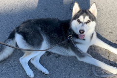 Screen-Shot-2020-12-03-at-10.24.26-AM