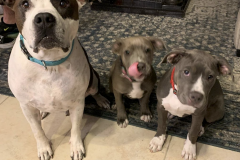 Screen-Shot-2020-12-03-at-10.24.36-AM