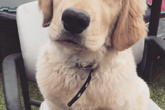 Screen-Shot-2020-12-03-at-10.24.50-AM