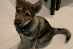 Screen-Shot-2020-12-03-at-10.24.58-AM