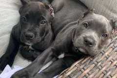 Screen-Shot-2020-12-03-at-10.25.07-AM