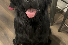 Screen-Shot-2020-12-03-at-10.25.15-AM