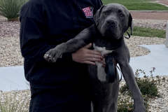 Screen-Shot-2020-12-03-at-10.25.38-AM