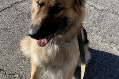 Screen-Shot-2020-12-03-at-10.25.48-AM