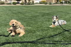 Screen-Shot-2020-12-03-at-10.26.02-AM