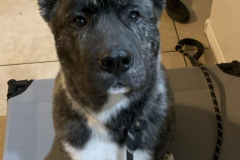 Screen-Shot-2020-12-03-at-10.26.17-AM