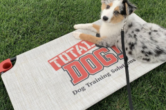 Screen-Shot-2020-12-03-at-10.26.30-AM