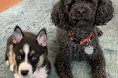 Screen-Shot-2020-12-03-at-10.26.37-AM