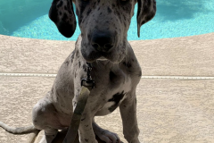 Screen-Shot-2020-12-03-at-10.26.56-AM