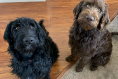 Screen-Shot-2020-12-03-at-10.27.08-AM