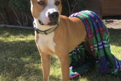 Screen-Shot-2020-12-03-at-10.27.44-AM