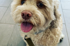 Screen-Shot-2020-12-03-at-10.28.16-AM